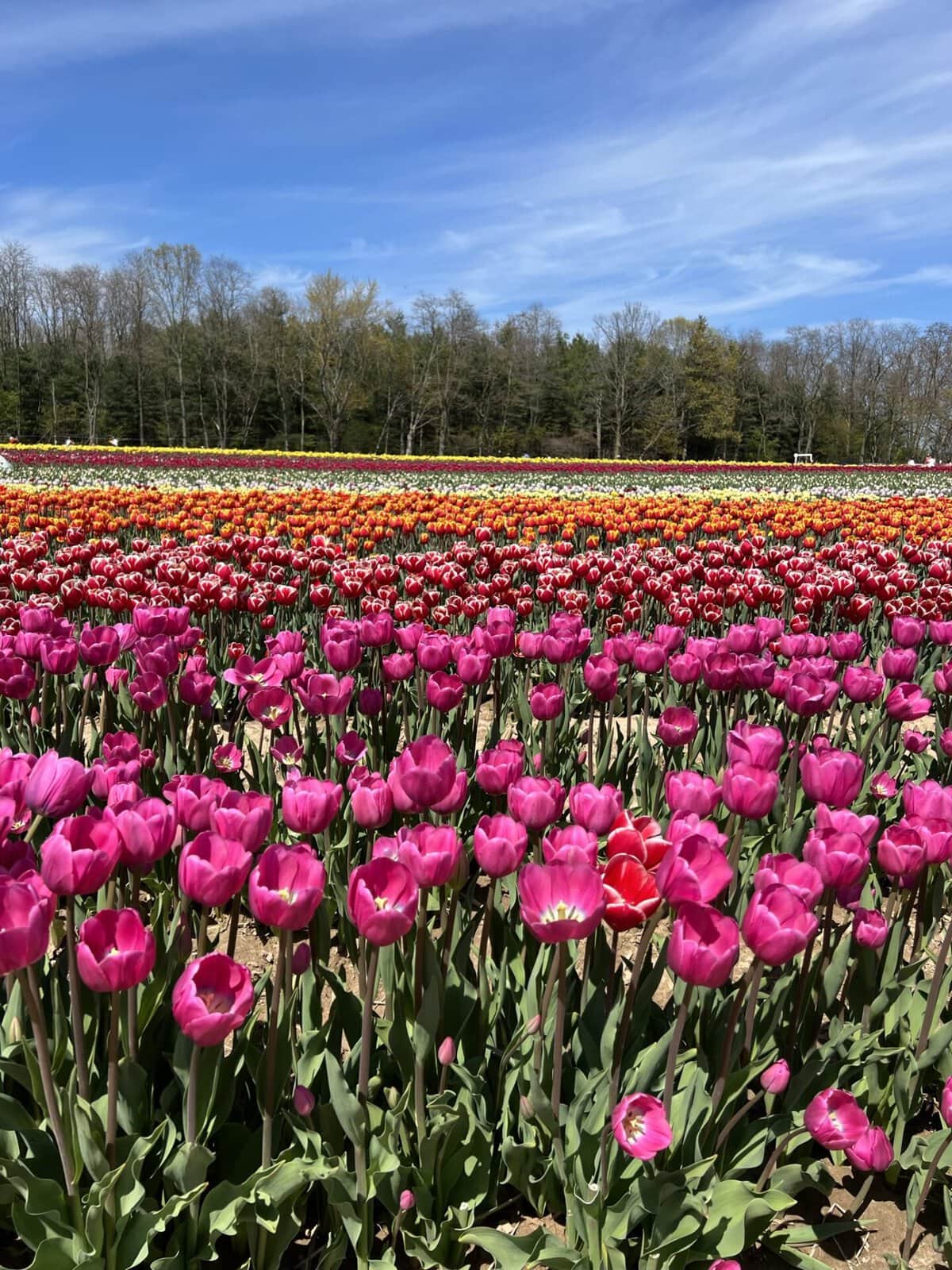 Visit these Amazing Tulip Farms in Niagara this Spring!