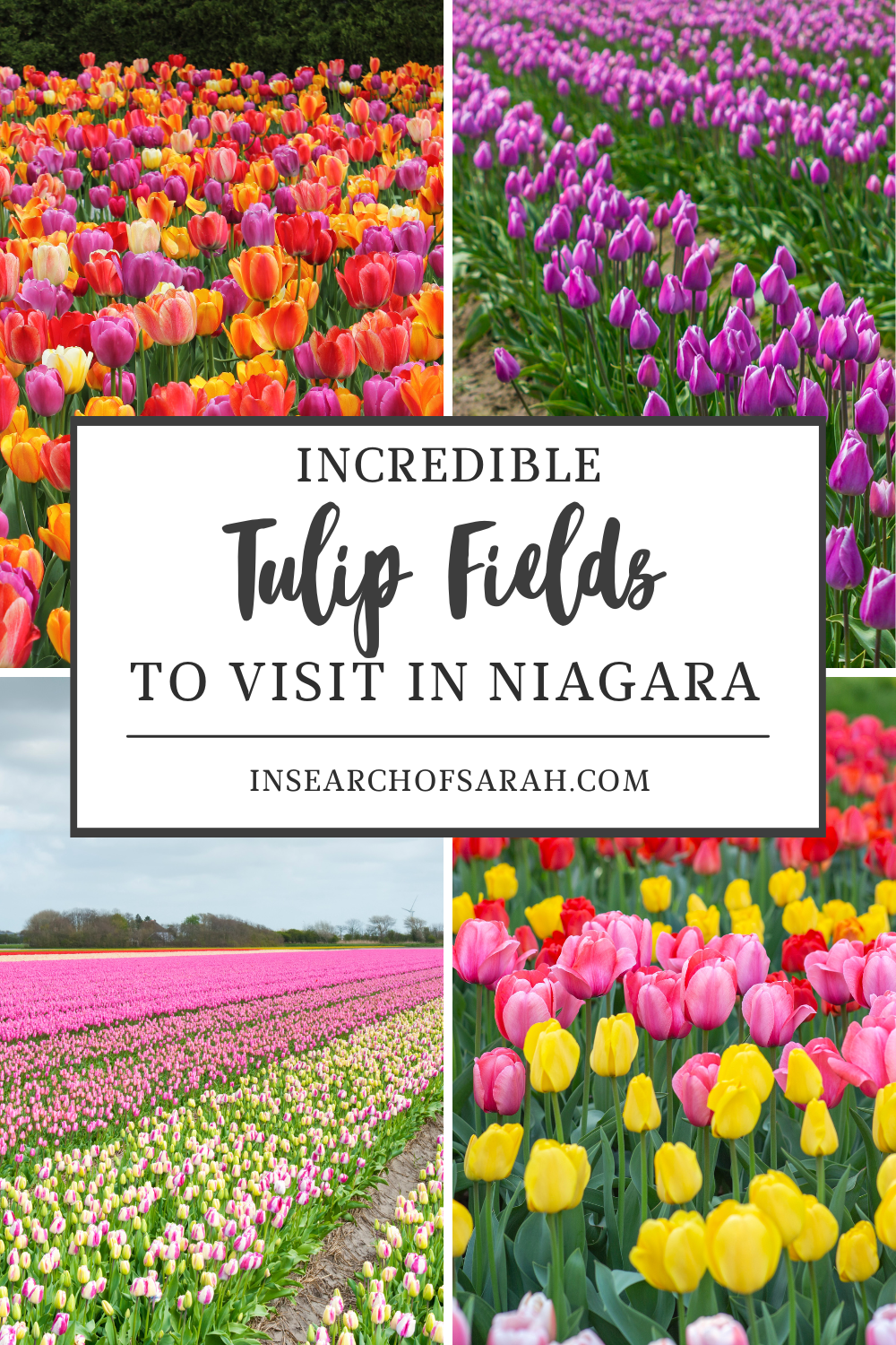 tulip farm niagara