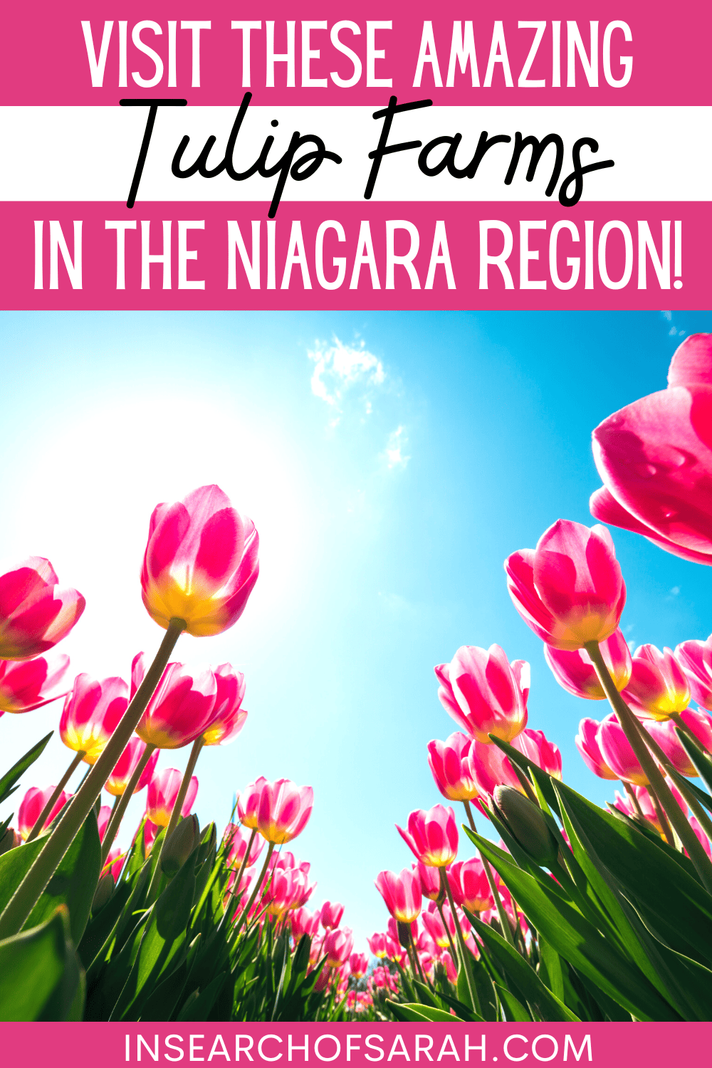 niagara tulip farms