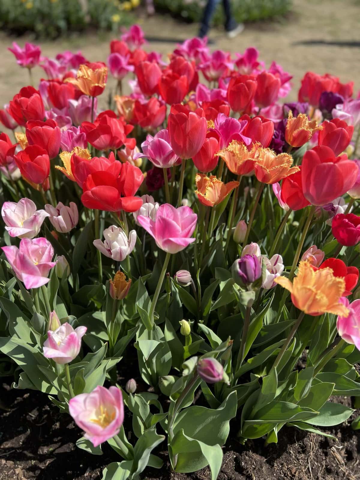 tulips in niagara