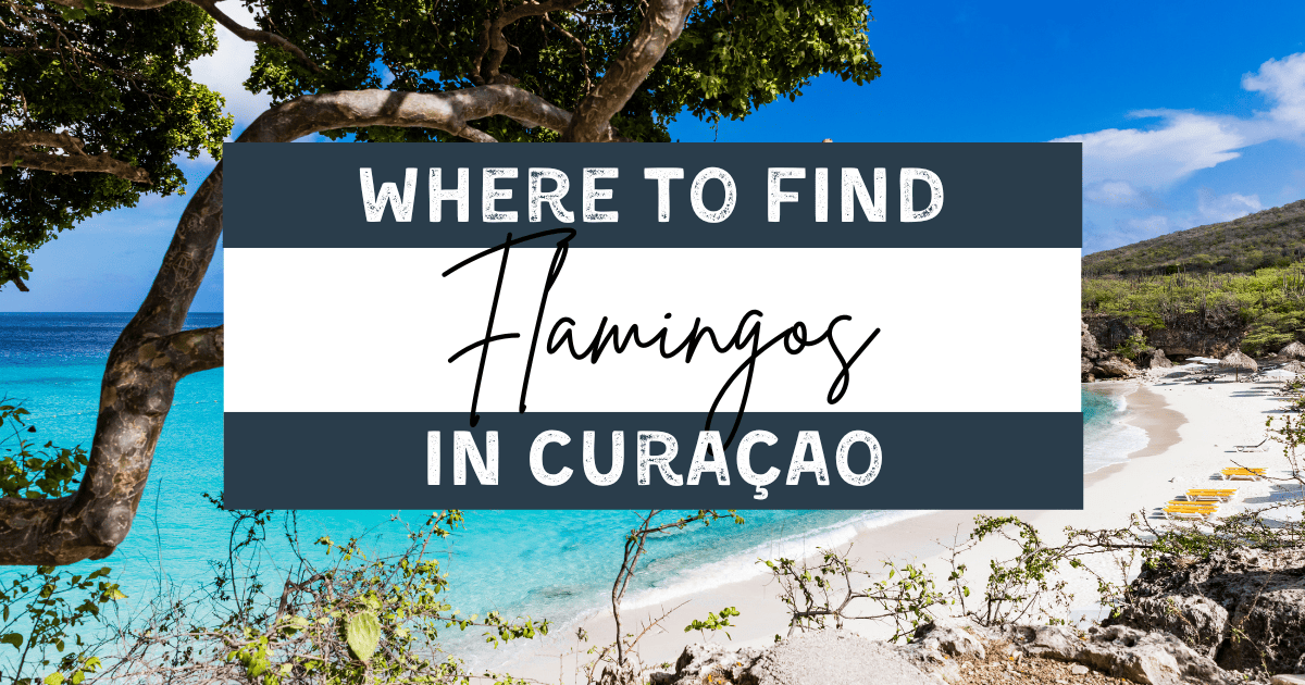Where to See Flamingos in Curacao (Hint: It’s Not the Beach!)