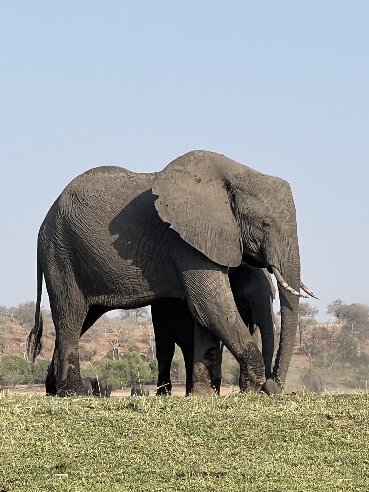 Chobe River elephants