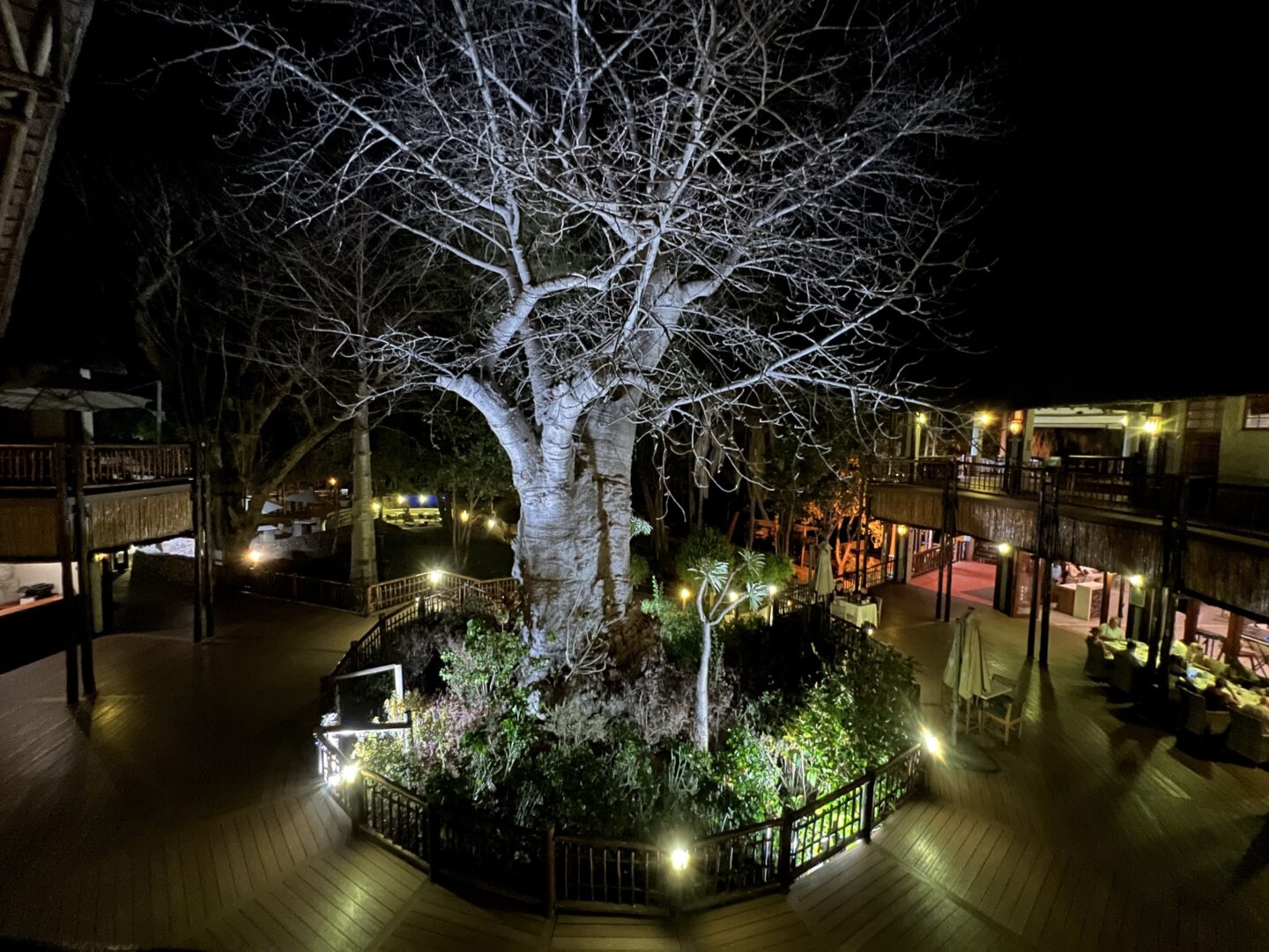 Baobab tree