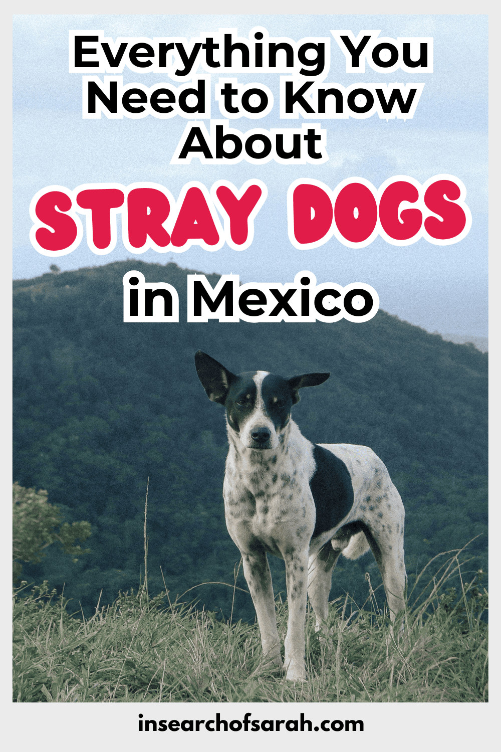 stray dogs in mexico