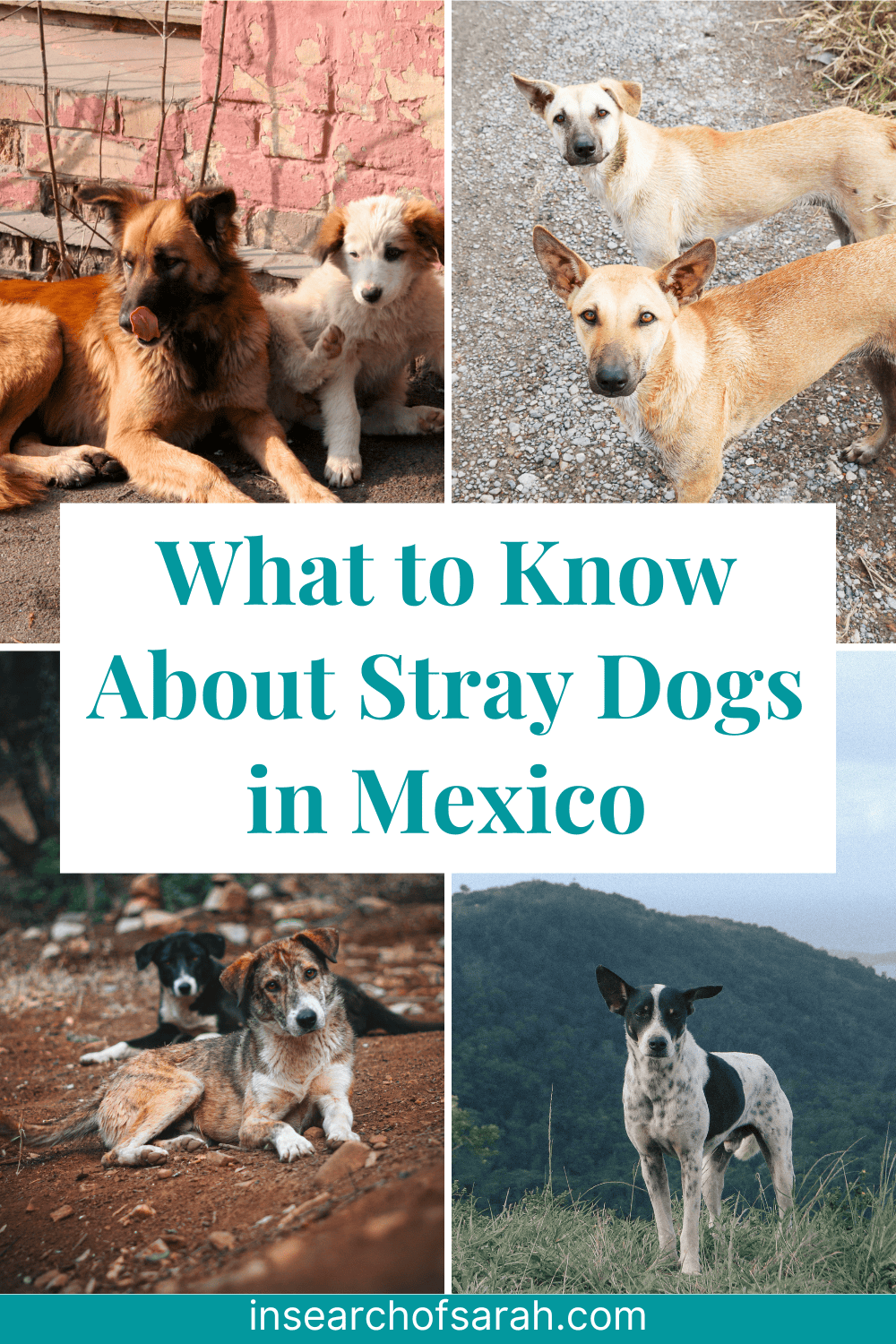 mexico stray dogs