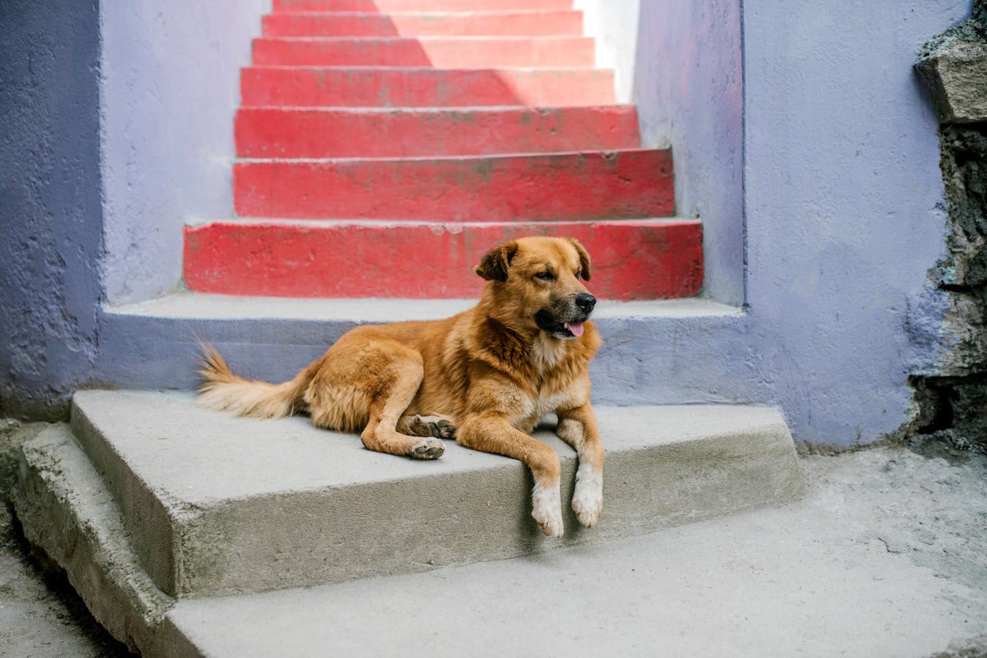 A calm dog lounging on colorful red stairs in a serene outdoor setting.