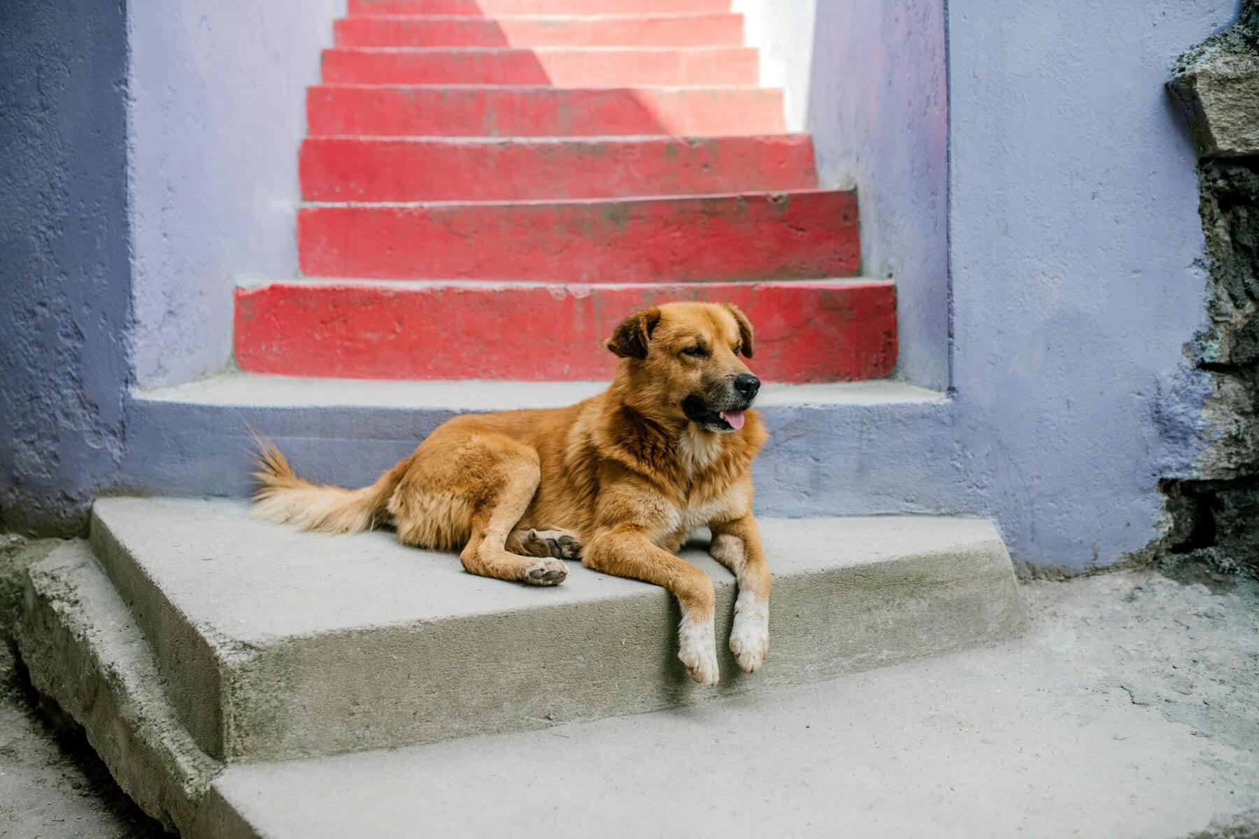 A calm dog lounging on colorful red stairs in a serene outdoor setting.