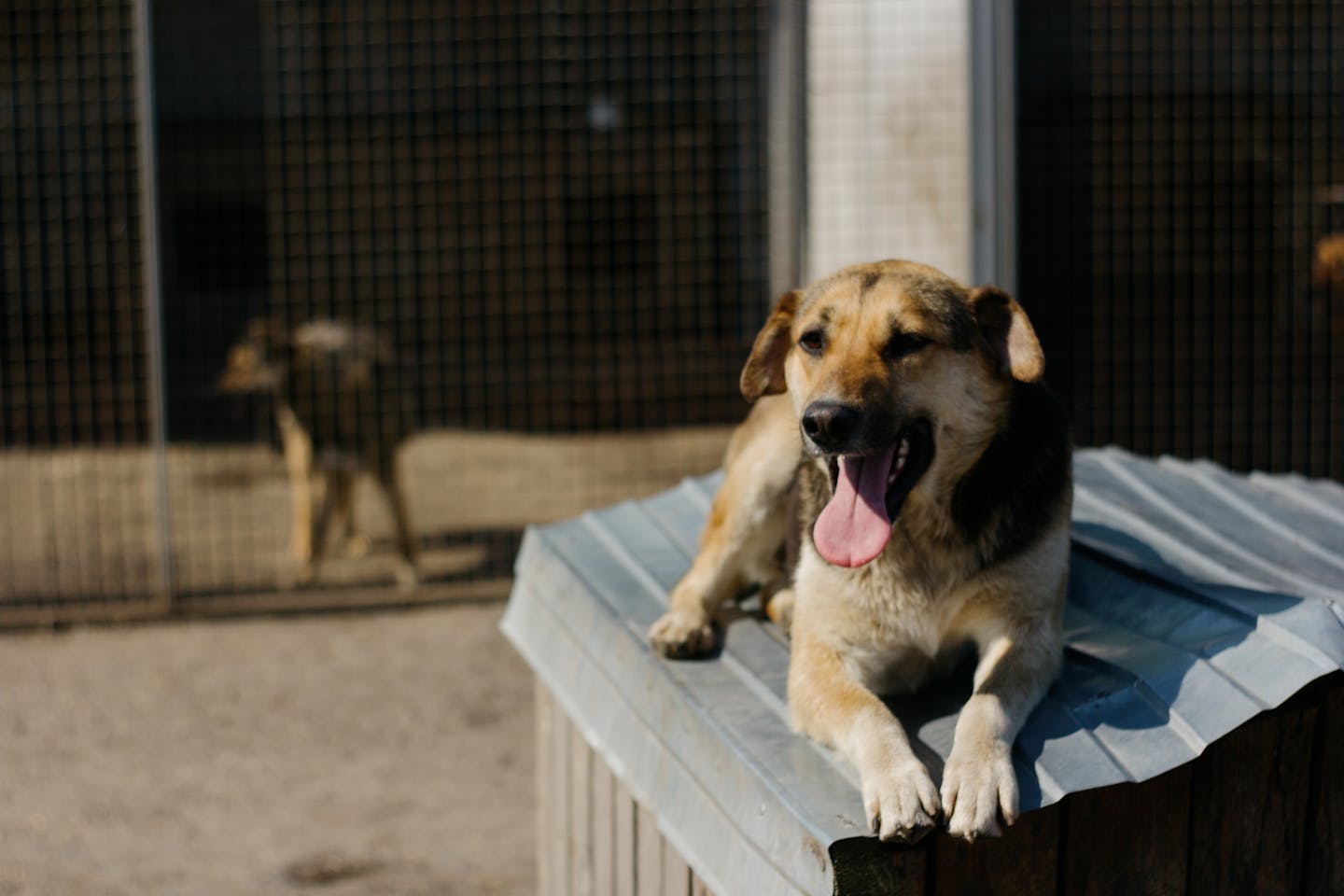 A happy dog resting on a kennel roof under the sun in an outdoor setting.