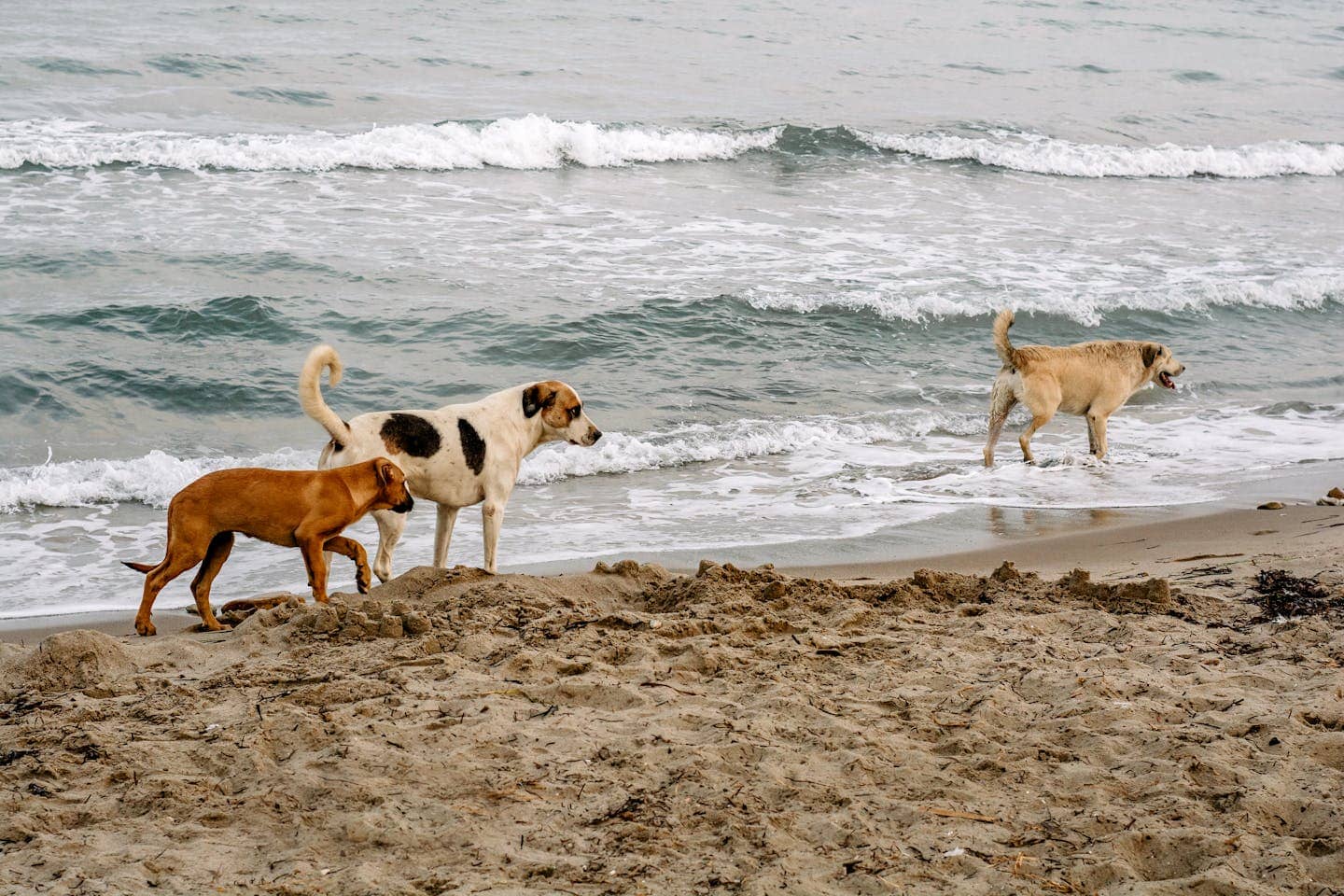 Three dogs walking along a sandy beach by the ocean, enjoying the waves.