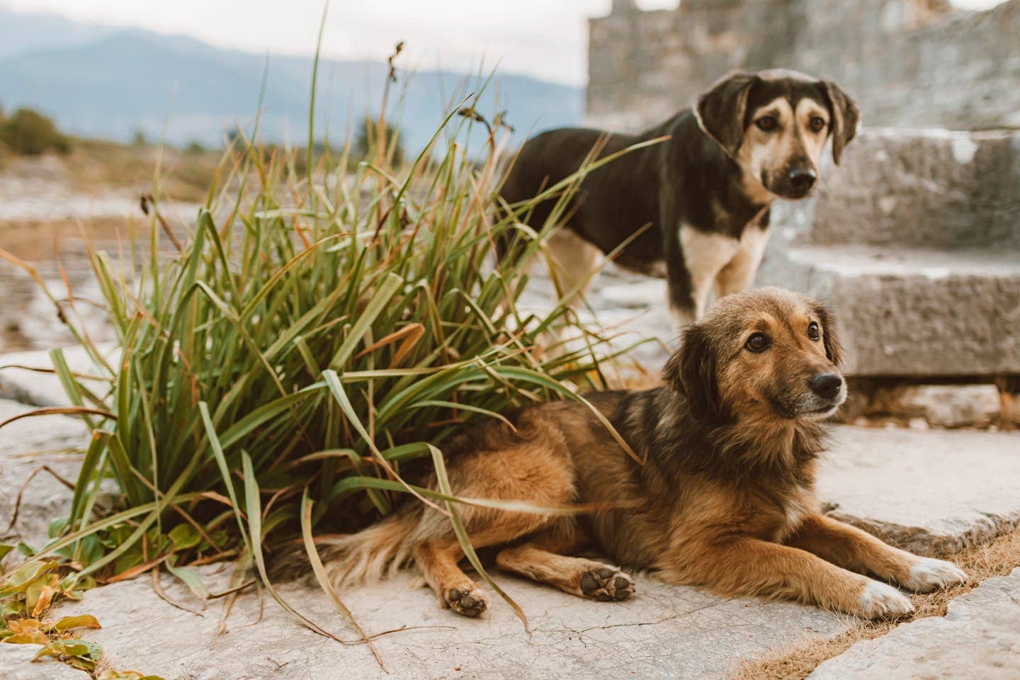 Two dogs resting on a stone path outdoors, surrounded by greenery.